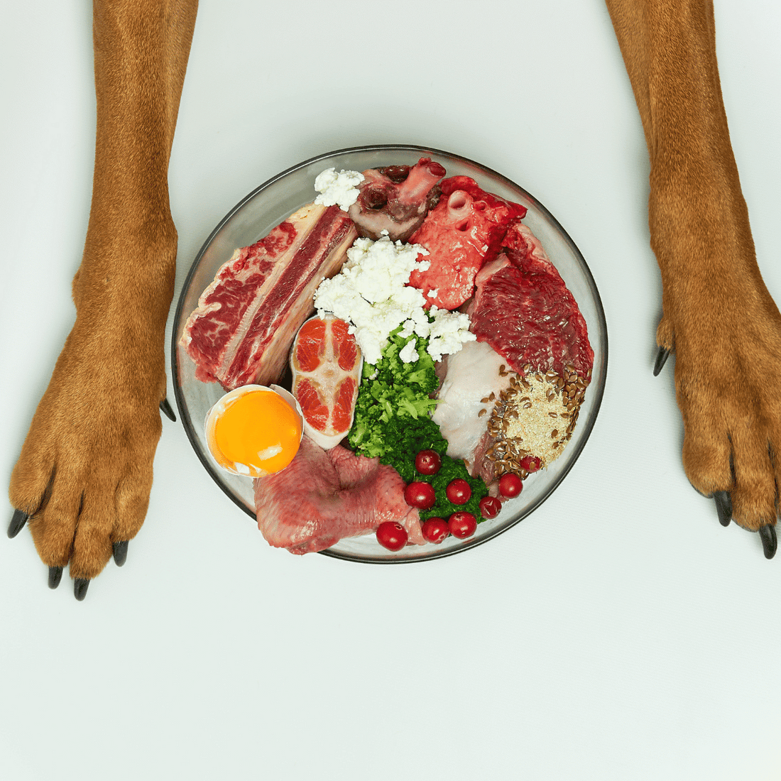 BARF Ernährung für Hunde: Eine natürlich Alternative